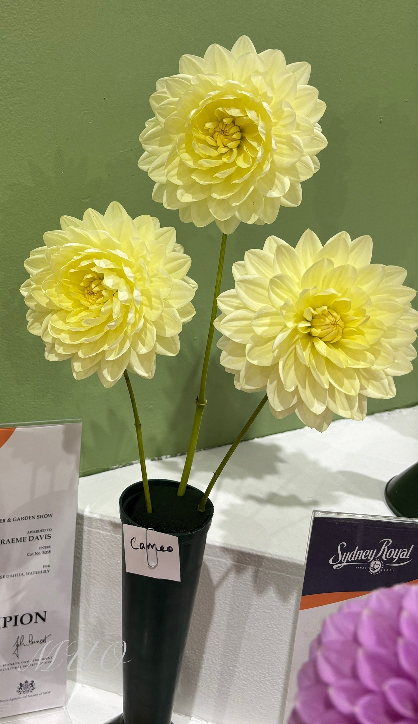 Cameo - Dahlia - Waterlily