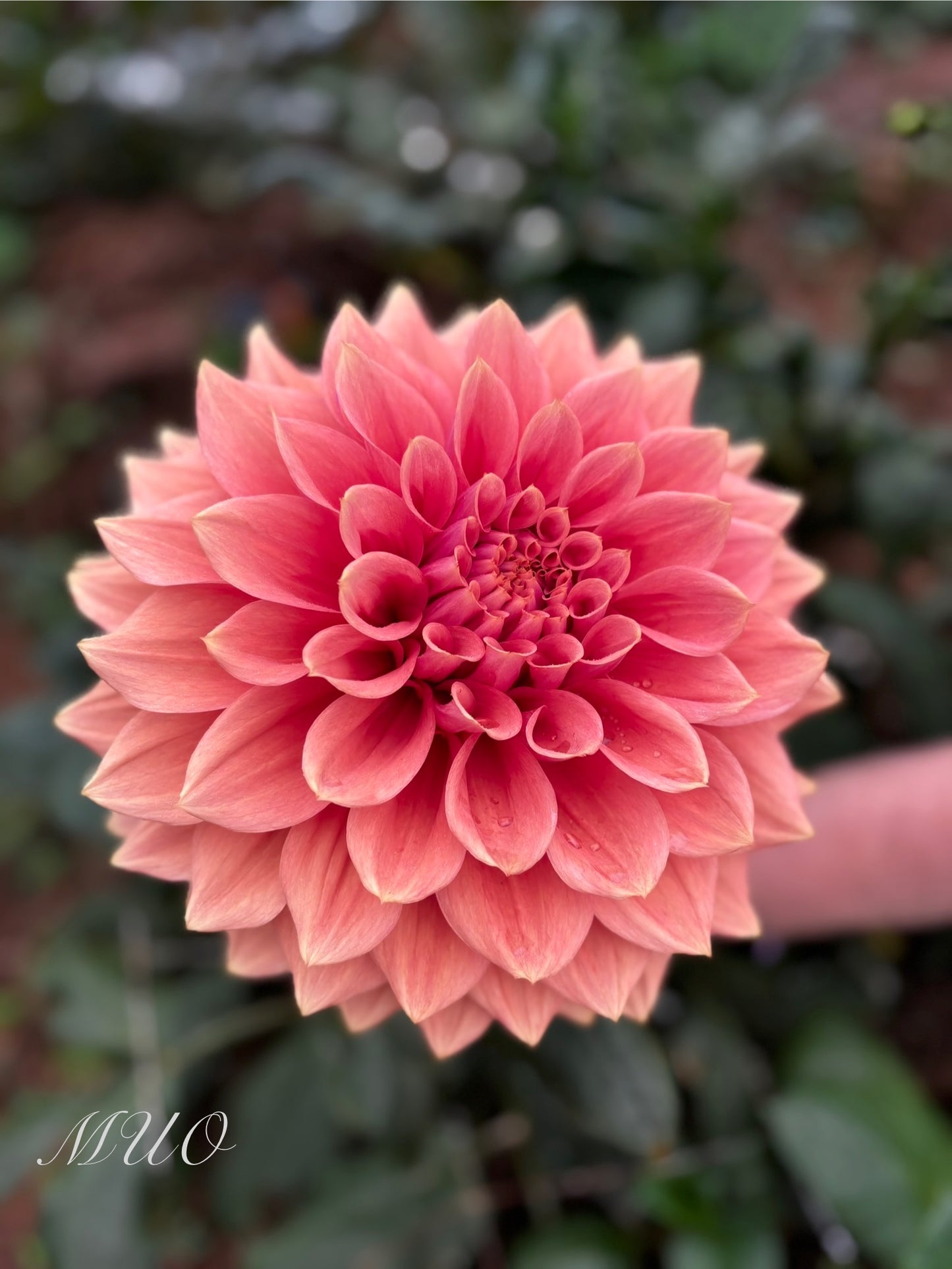 Christie Houston - Dahlia - Large Decorative