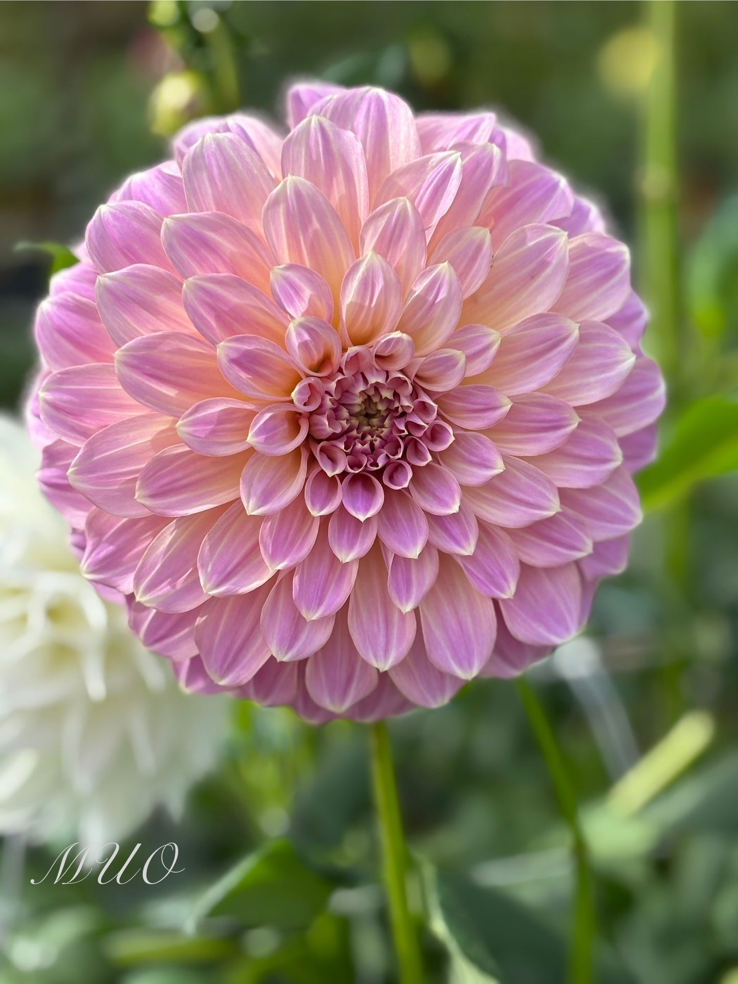 Coorabell Caitlyn - Dahlia - Small Decorative
