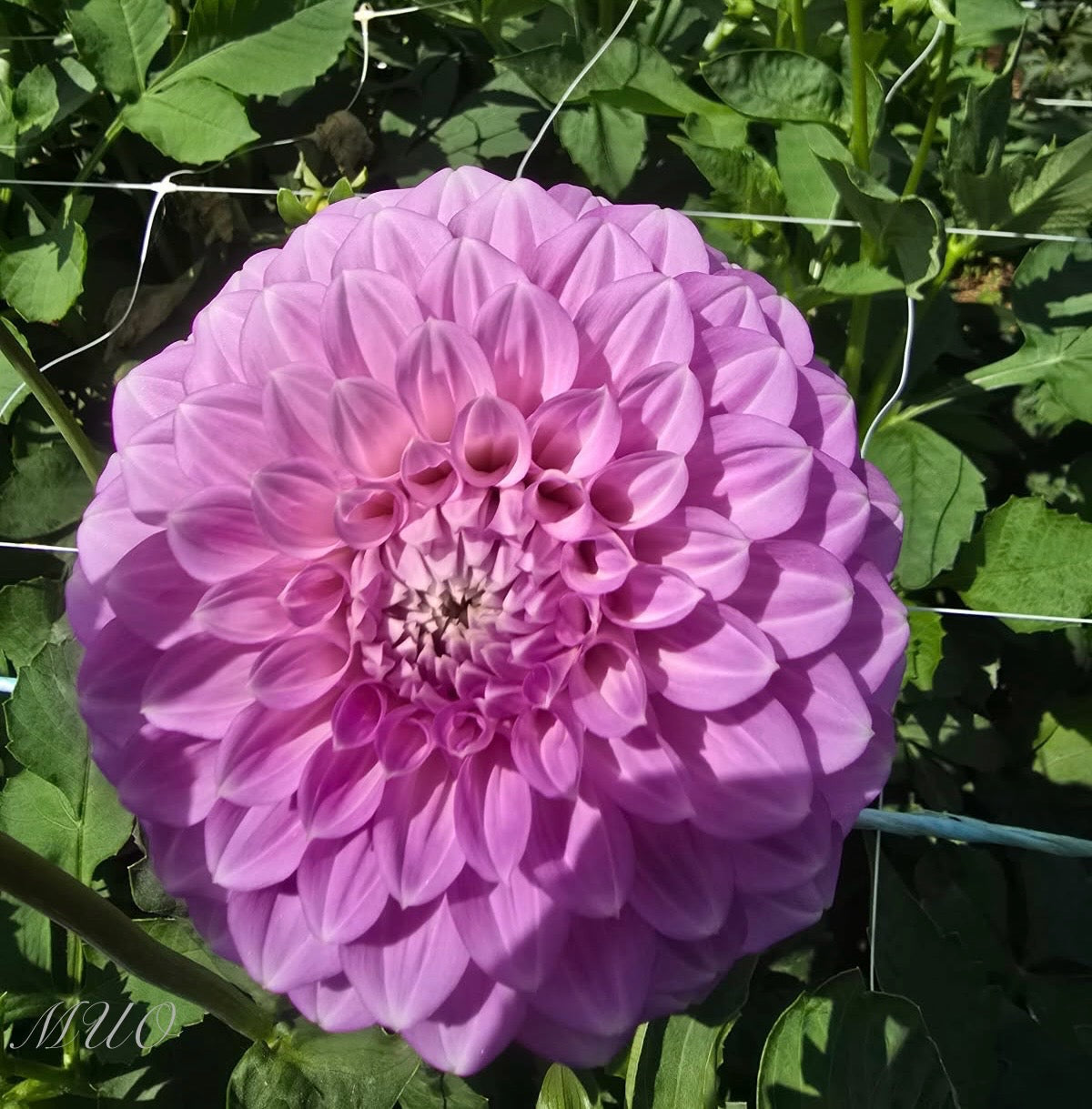 Coorabell Zoe - Dahlia - Miniature Decorative