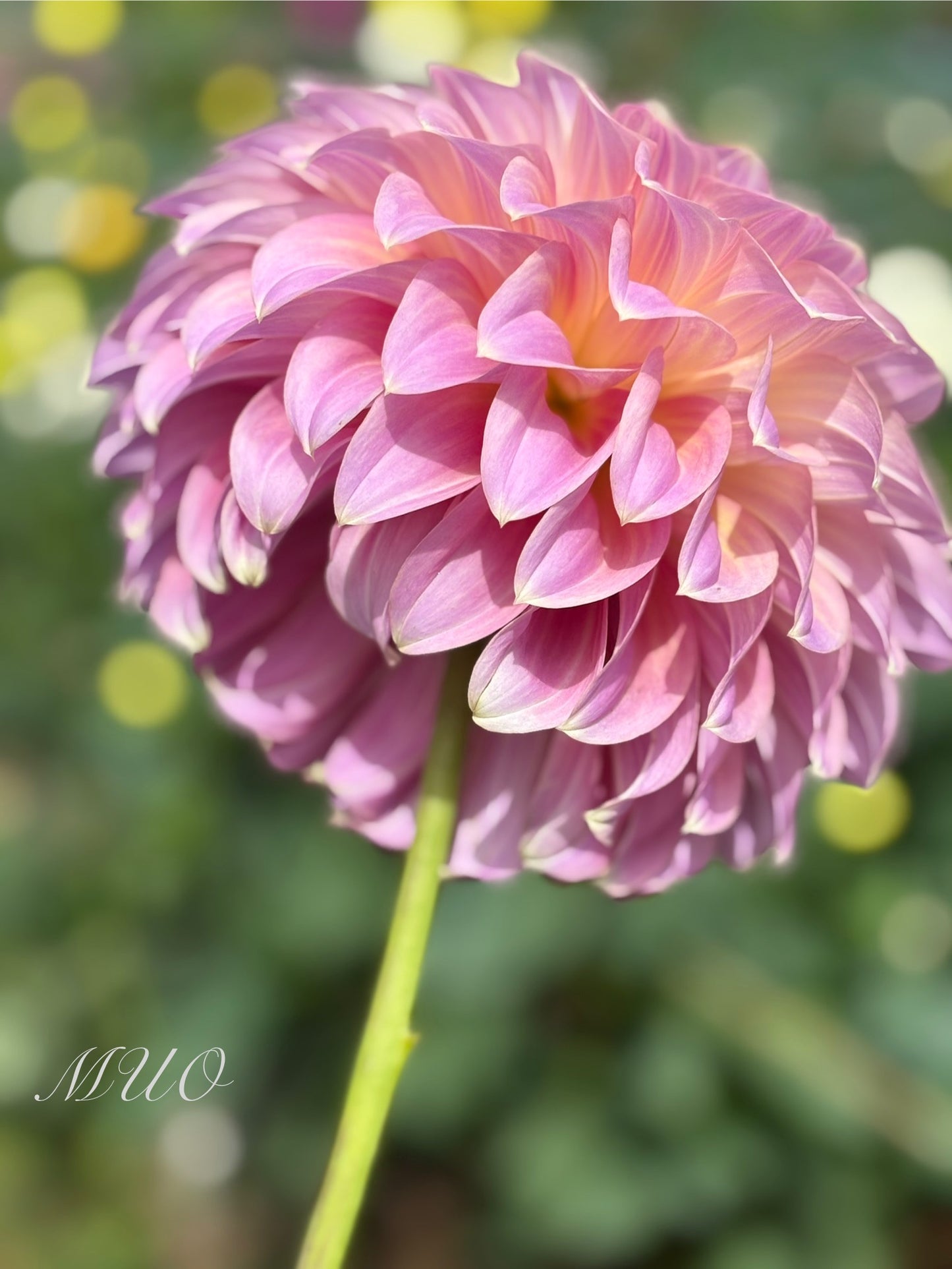 Coorabell Caitlyn - Dahlia - Small Decorative