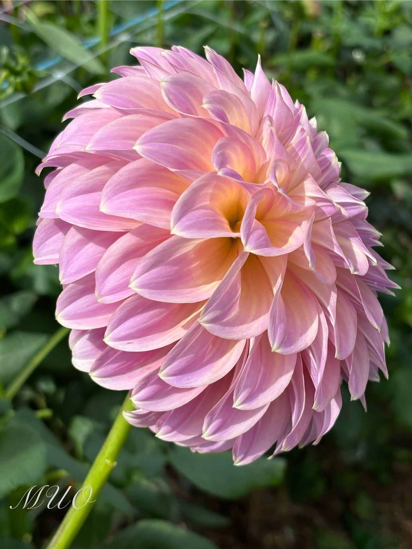 Coorabell Caitlyn - Dahlia - Small Decorative