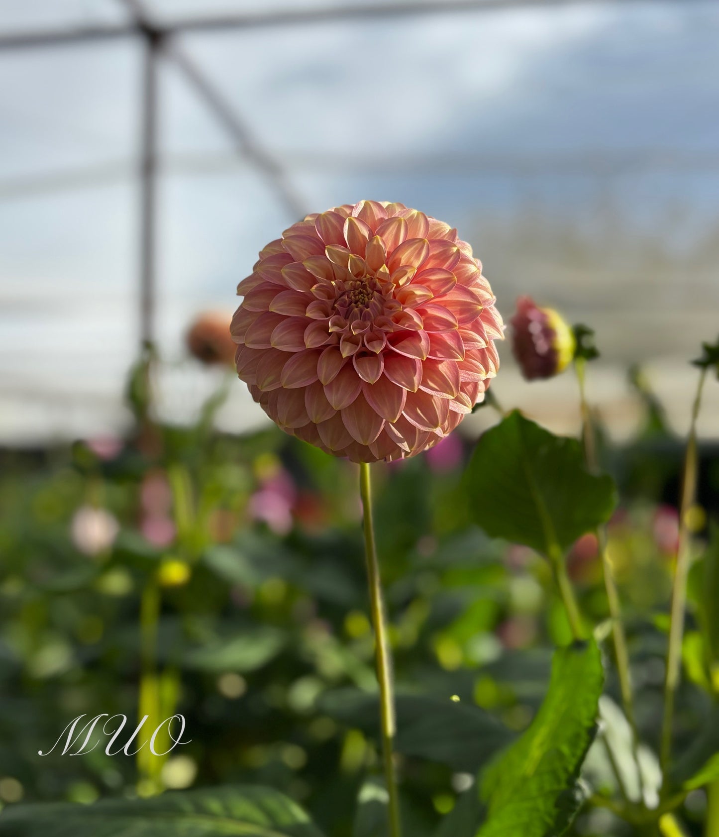 Coorabell Jessie - Dahlia - Miniature Decorative