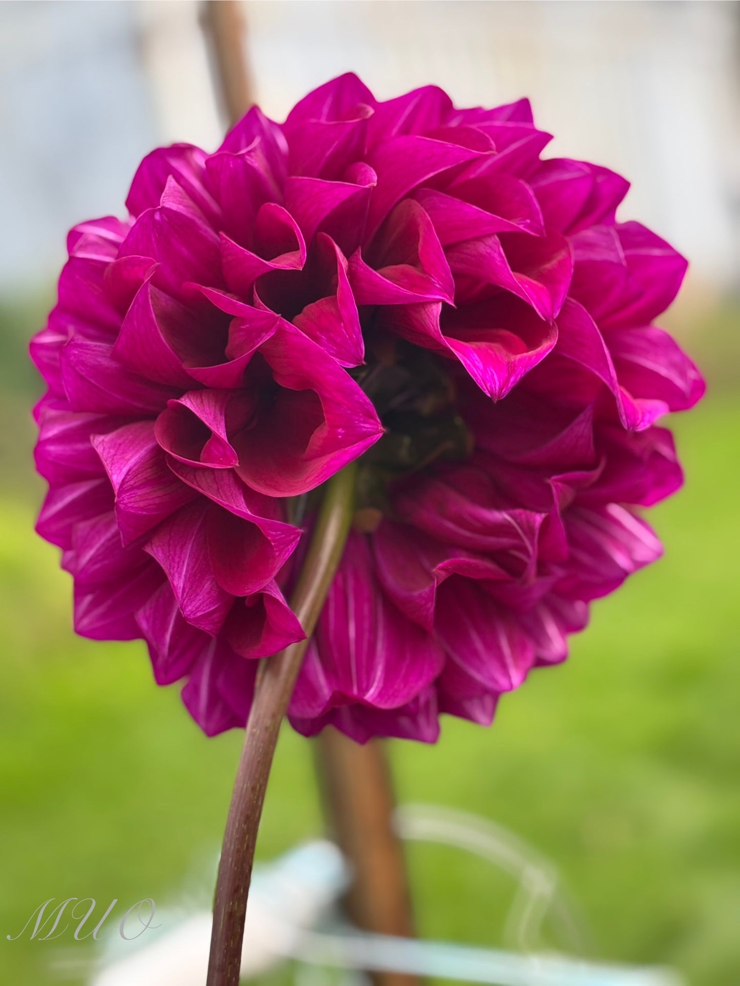 Coorabell Lonny - Dahlia - Medium Decorative