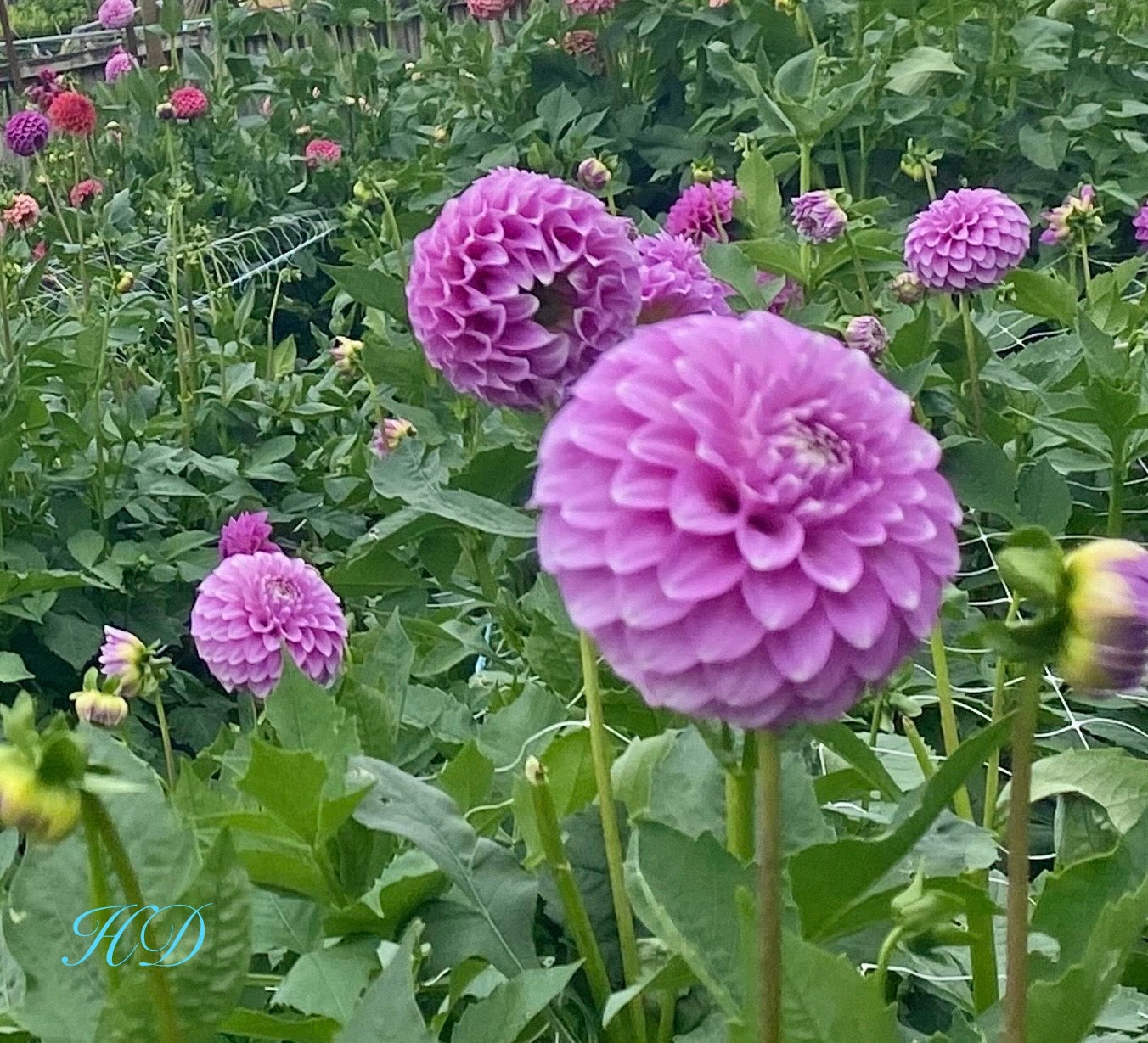Coorabell Zoe - Dahlia - Miniature Decorative