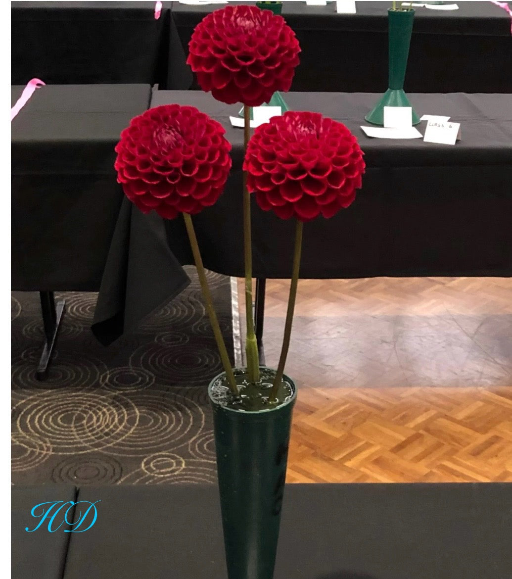 Cornel - Dahlia - Ball Dahlia