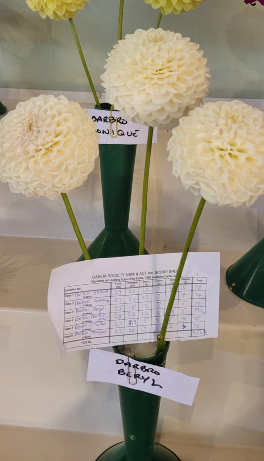 Darbro Beryl - Dahlia - Ball