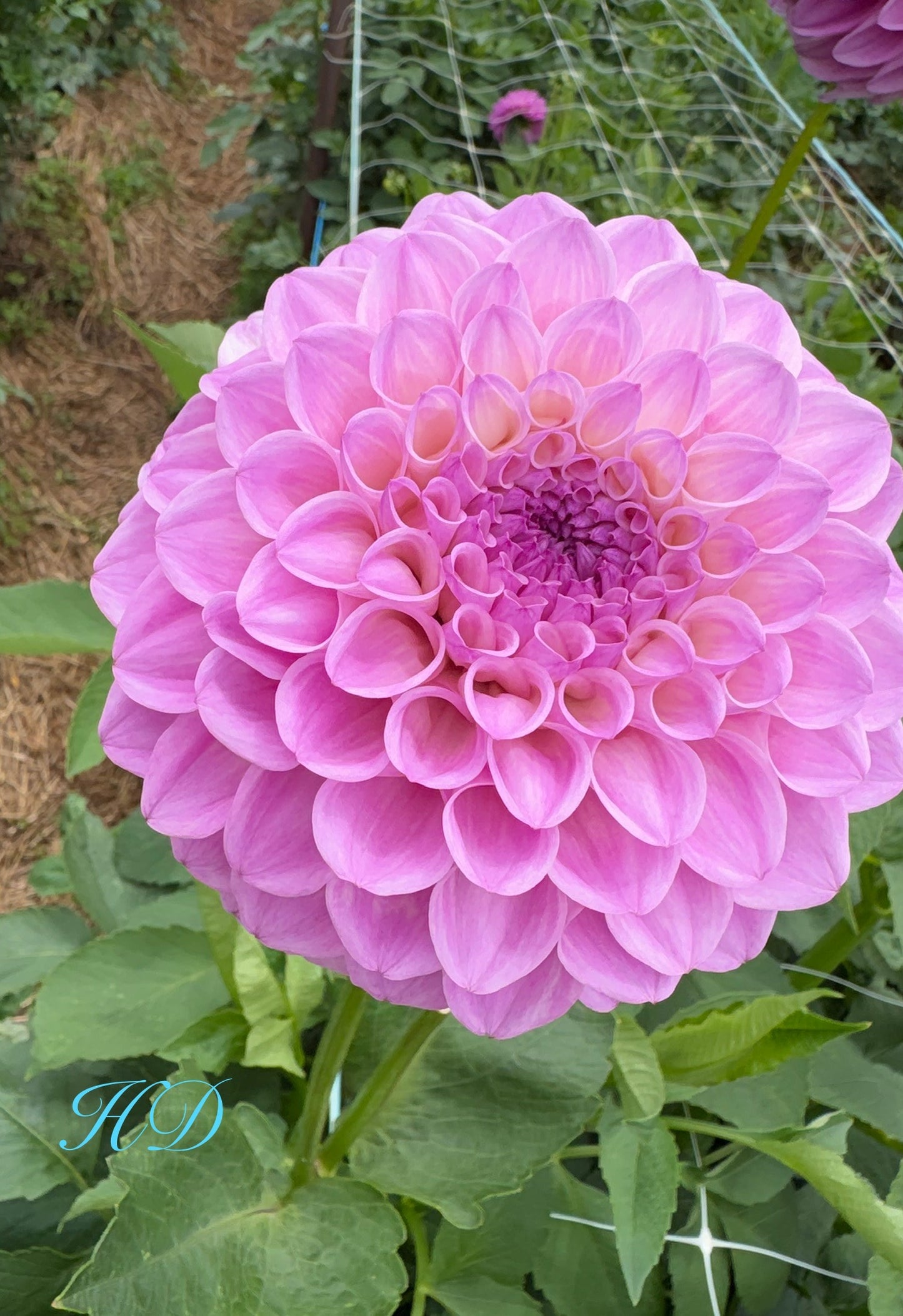 Darbro Barton A25 - Dahlia - Small Decorative