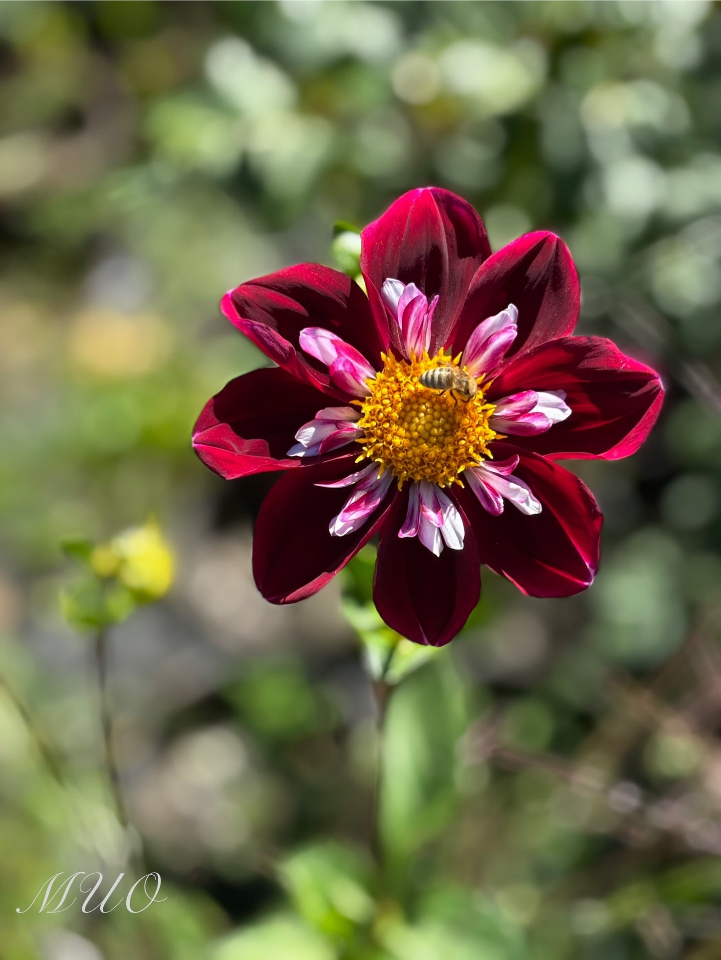 Darbro Marianne - Dahlia - Collerette