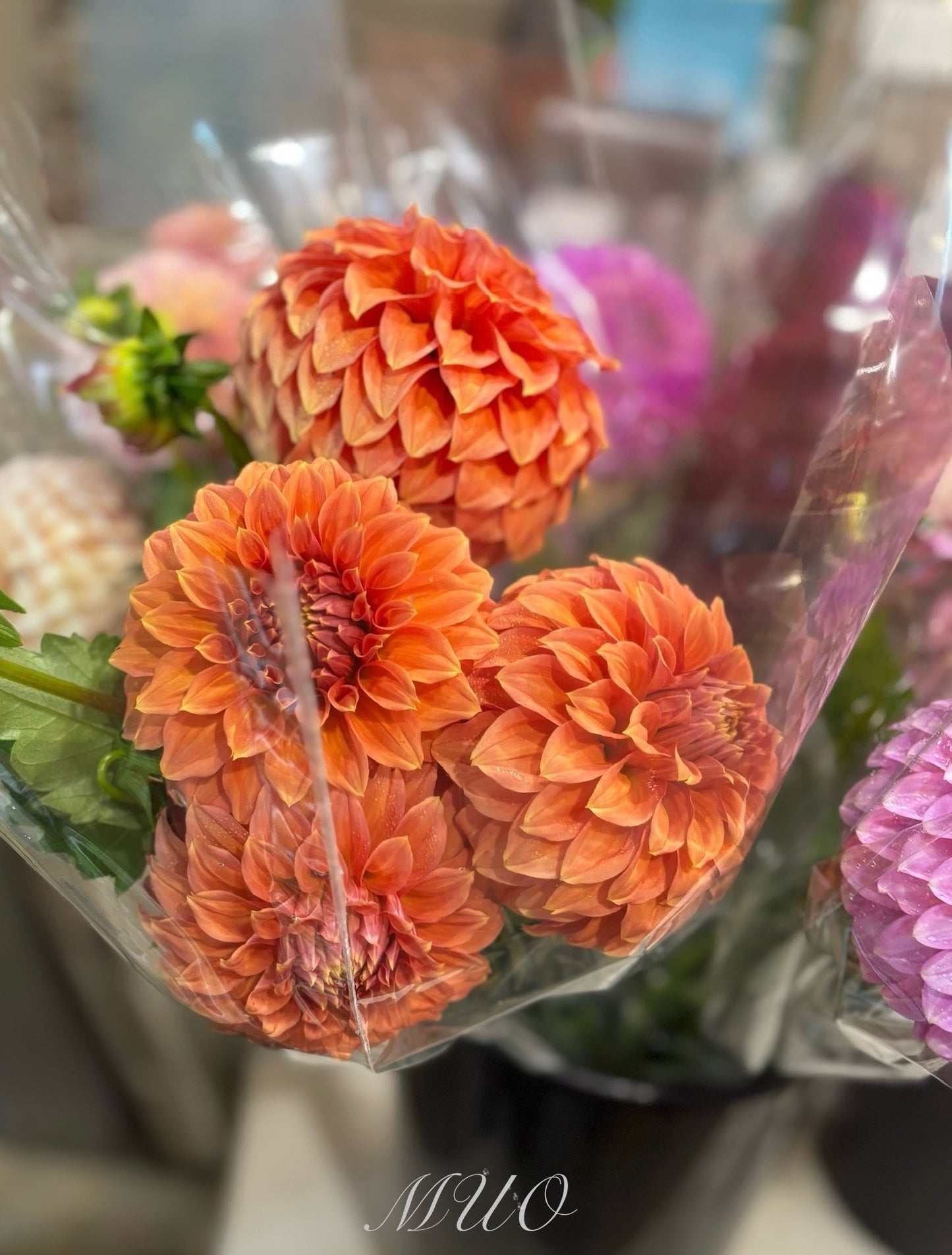 Darbro Palamino - Dahlia - Miniature Decorative
