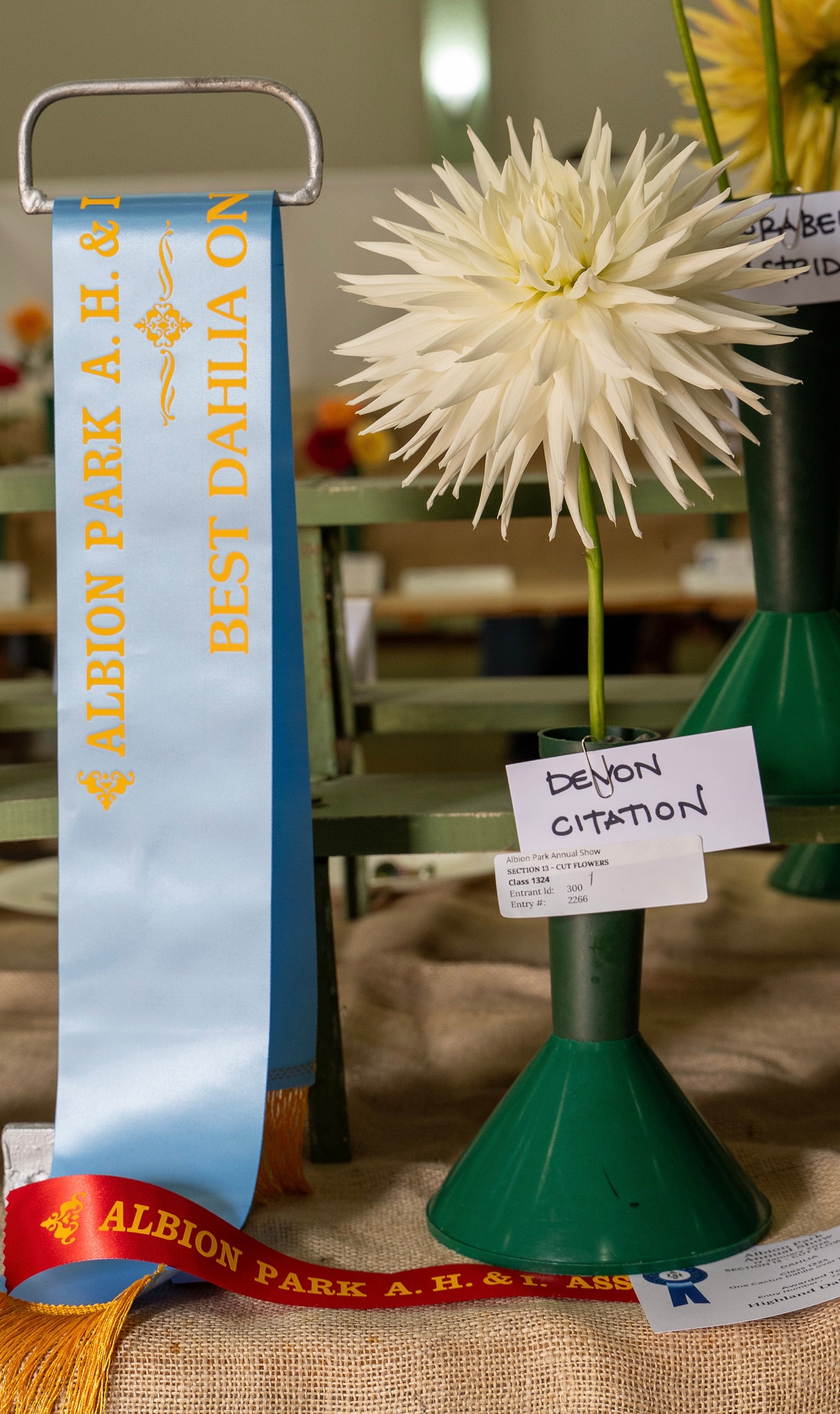 Devon Citation - Dahlia - Large Cactus