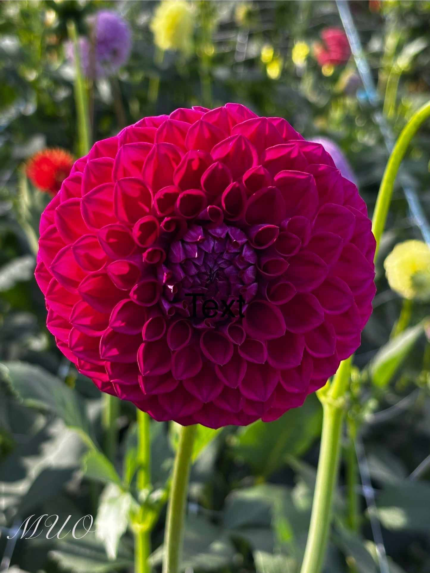 Devon Fantasy - Dahlia - Miniature Decorative