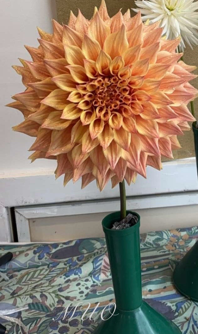 Devon Caramello - Dahlia - Large Decorative