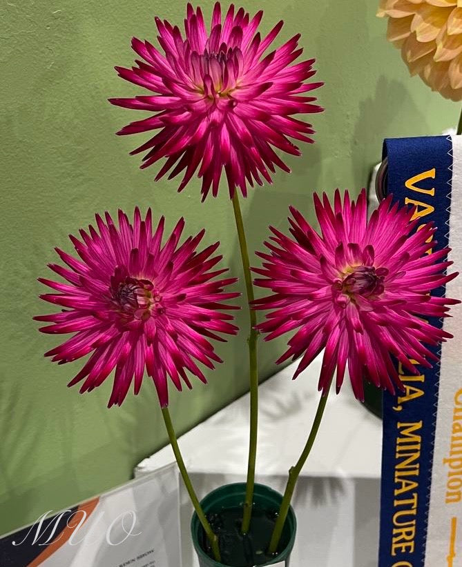Devon Caress - Dahlia - Miniature Cactus
