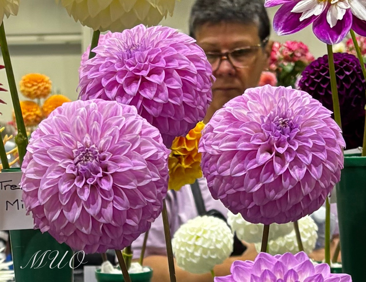 Devon Sequel - Dahlia - Small Decorative