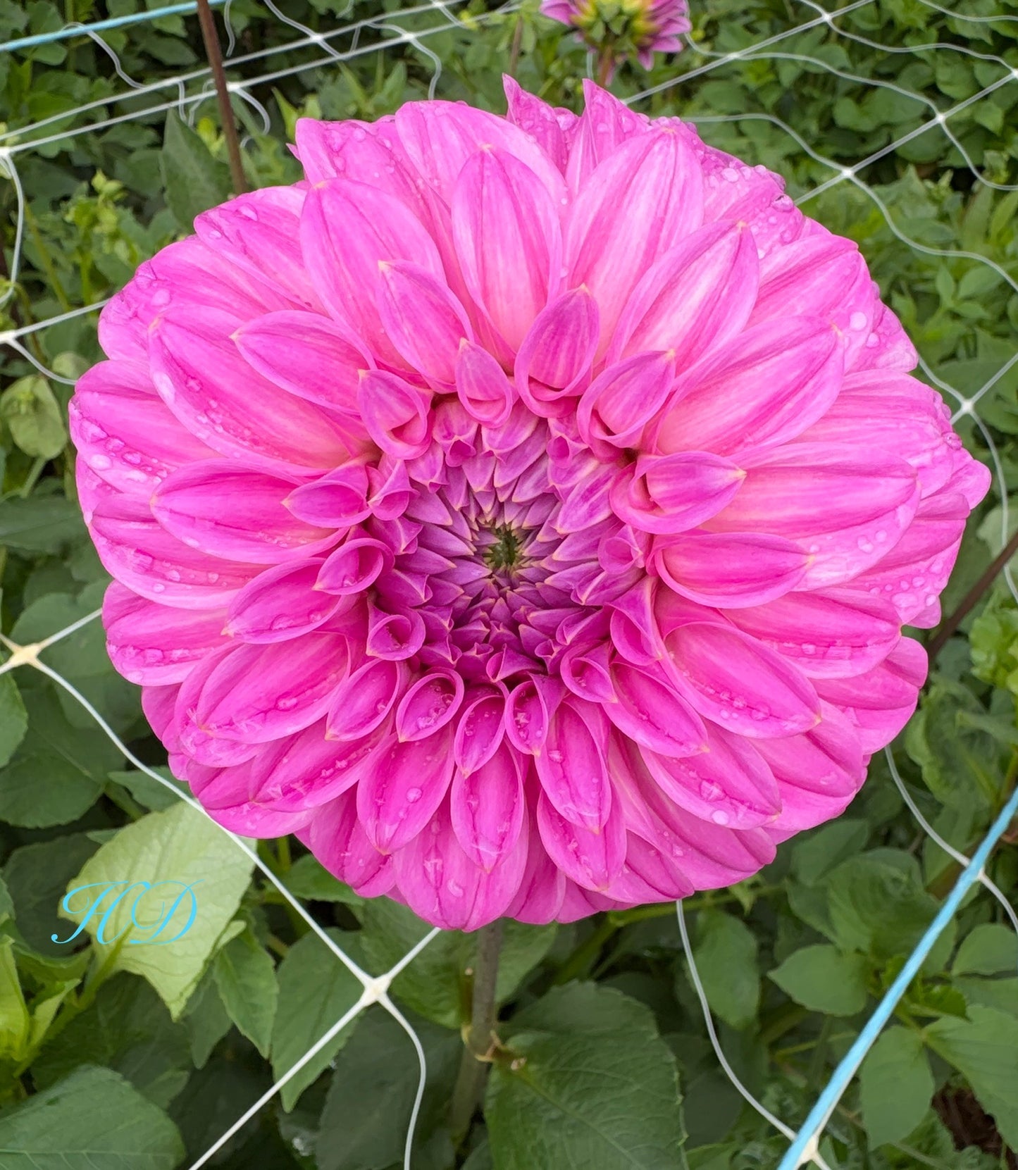 Devon Sequel - Dahlia - Small Decorative