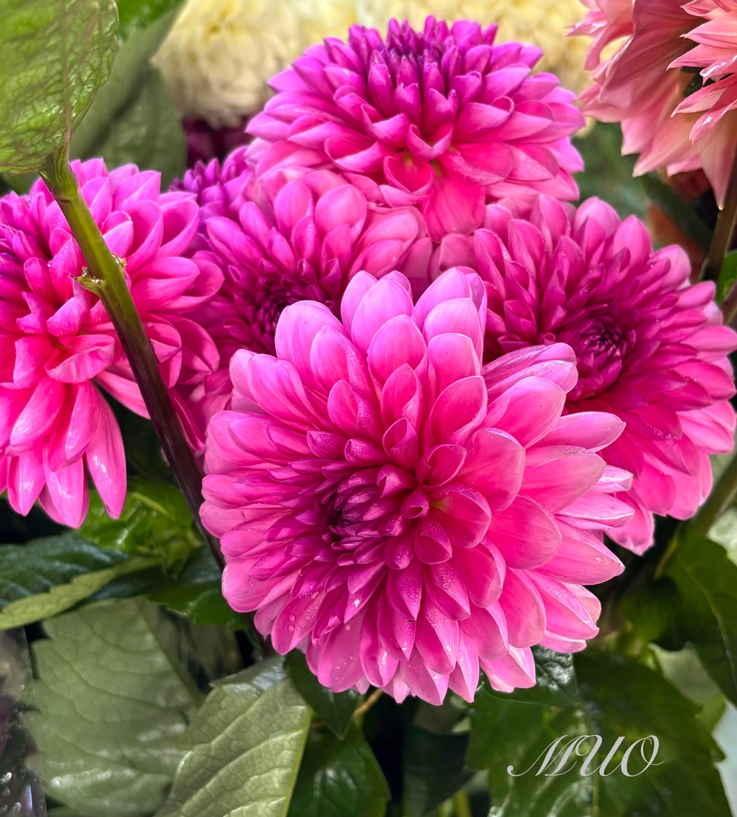 G.D Jemima - Dahlia - Waterlily