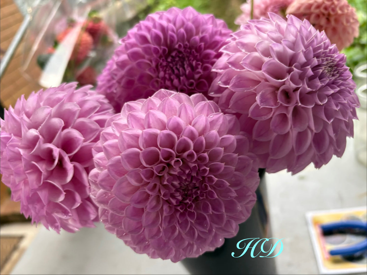 C.K Faye - Dahlia - Small Decorative
