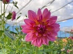 Moray Ashley - Dahlia - Waterlily