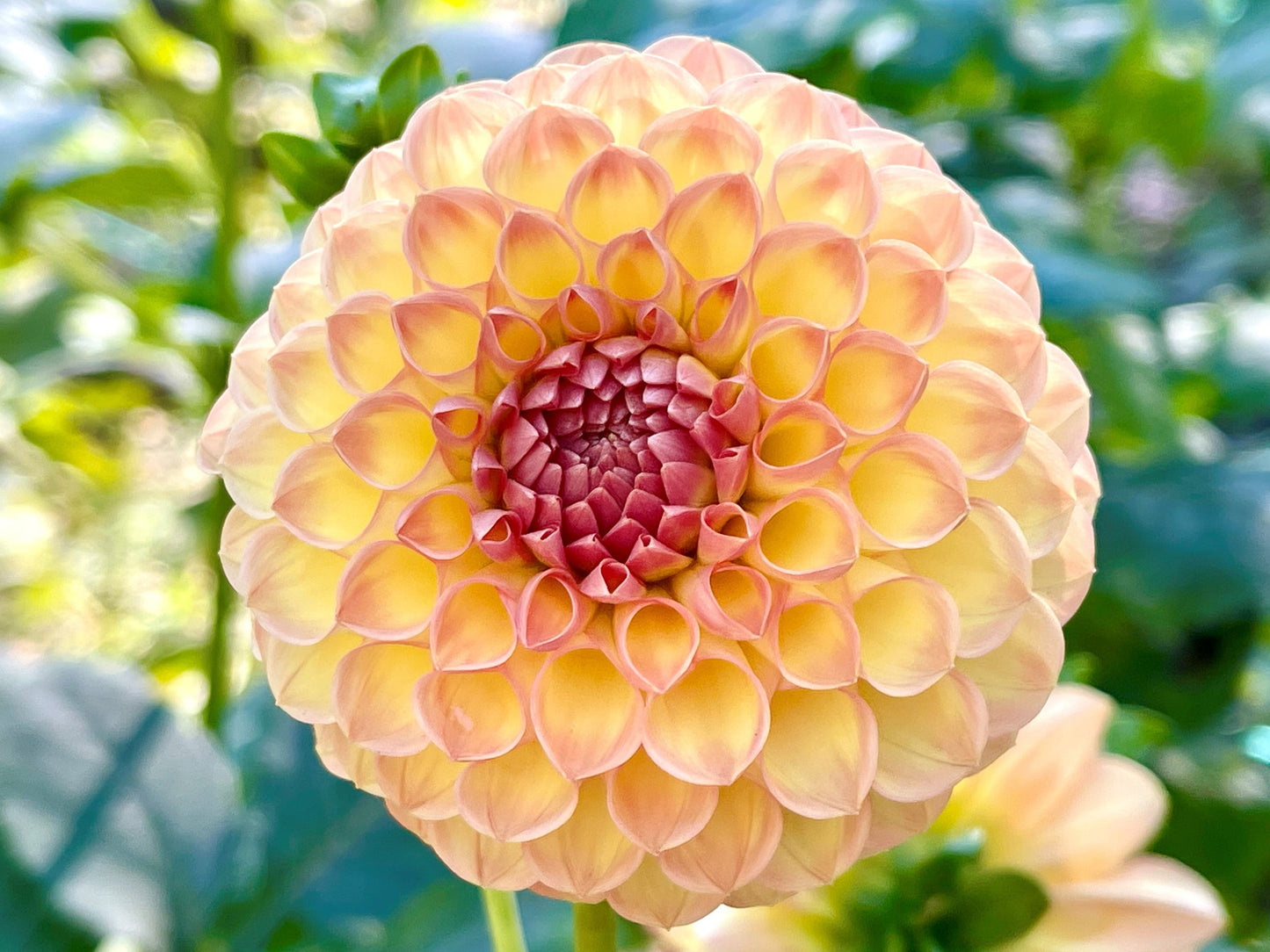 Ryecroft Punch - Dahlia - Ball