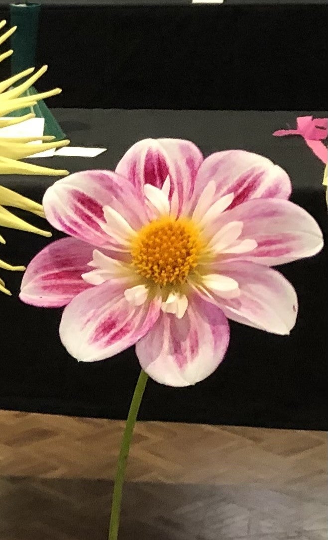 Kewe - Dahlia - Collerette
