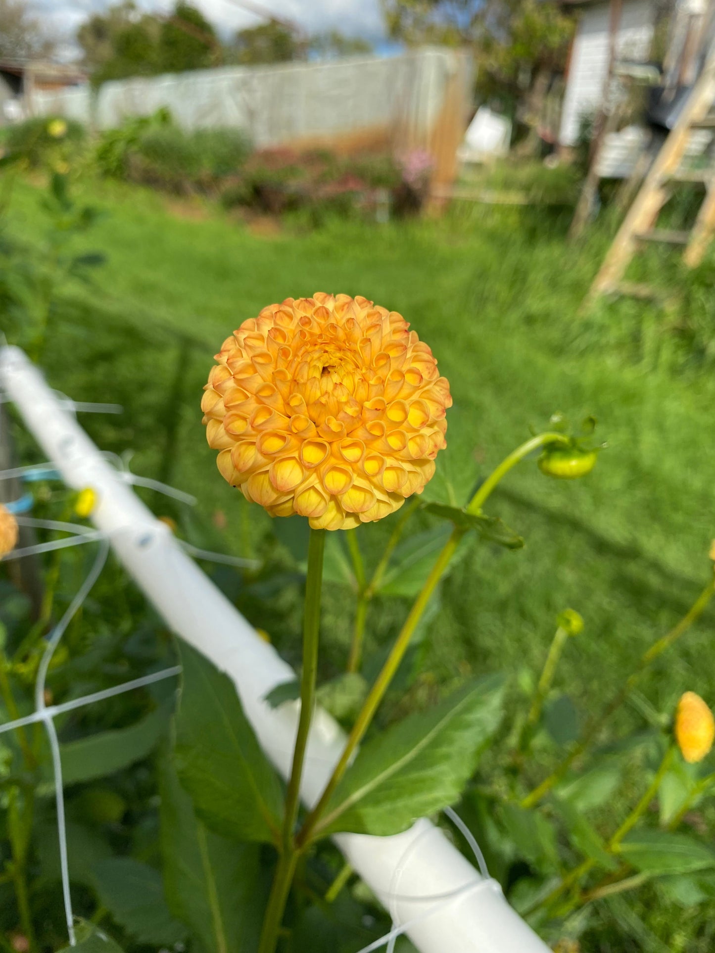 Pop Willo - Dahlia - Pompon