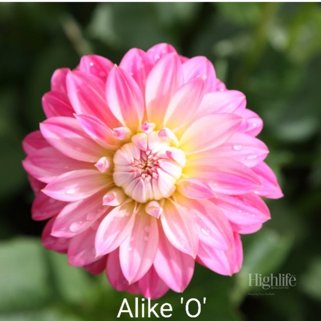 Alike 'O' - Dahlia - Stella