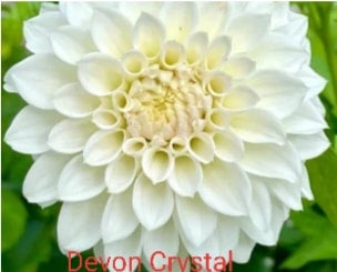 Devon Crystal - Dahlia - Miniature Decorative