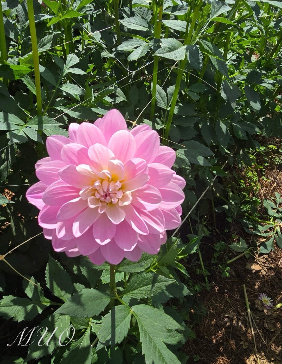 Figurine - Dahlia - Waterlily