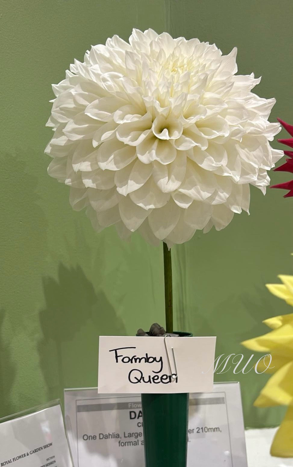 Formby Queen - Dahlia - Medium Decorative