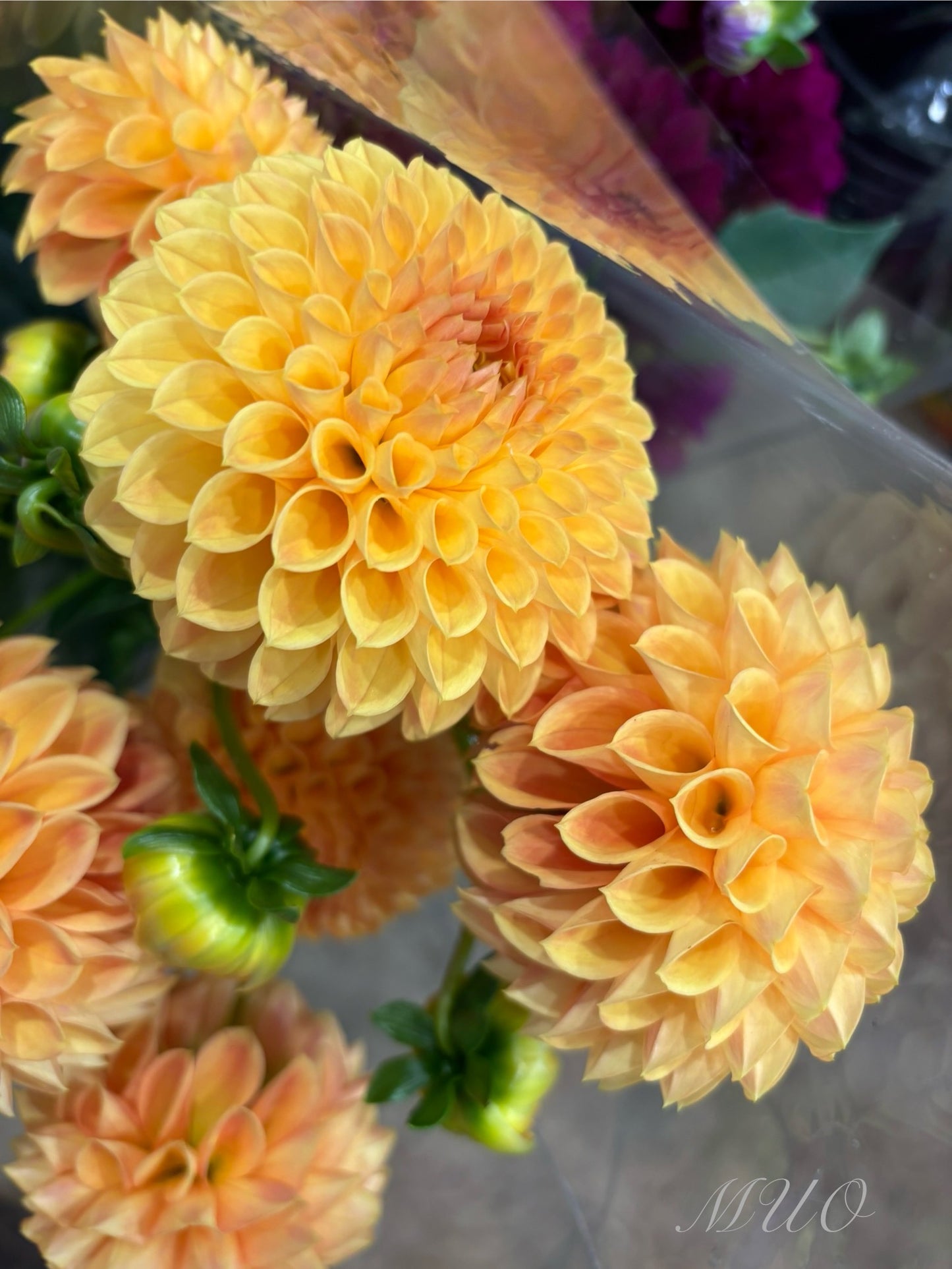 Formby Crest - Dahlia - Miniature Decorative
