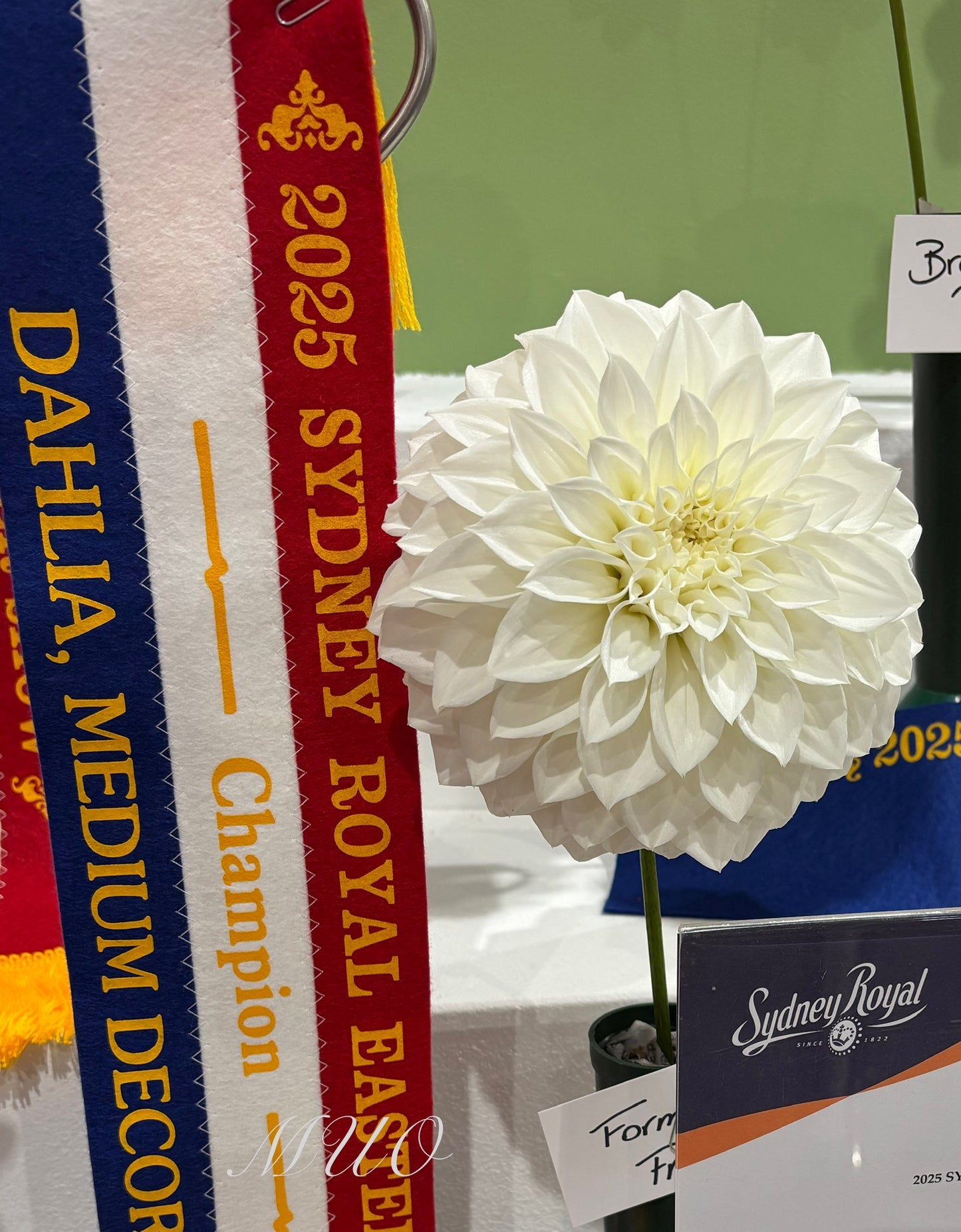 Formby Frost - Dahlia - Large Decorative