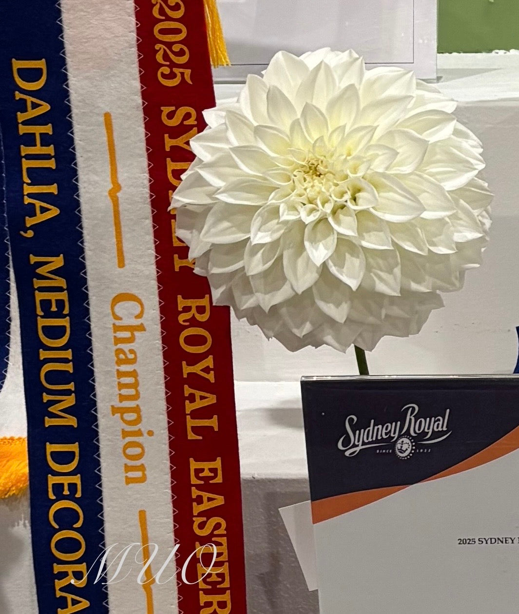 Formby Frost - Dahlia - Large Decorative