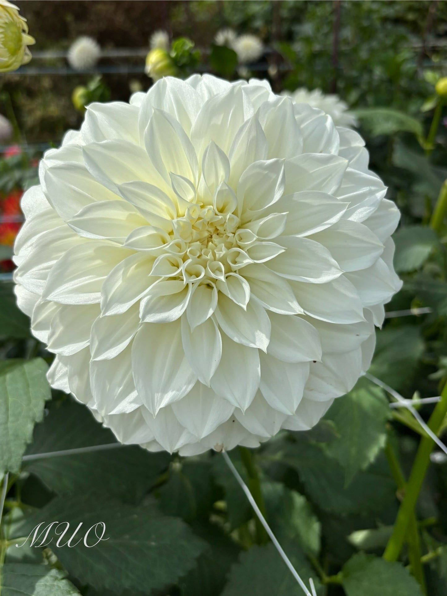 Formby Frost - Dahlia - Large Decorative