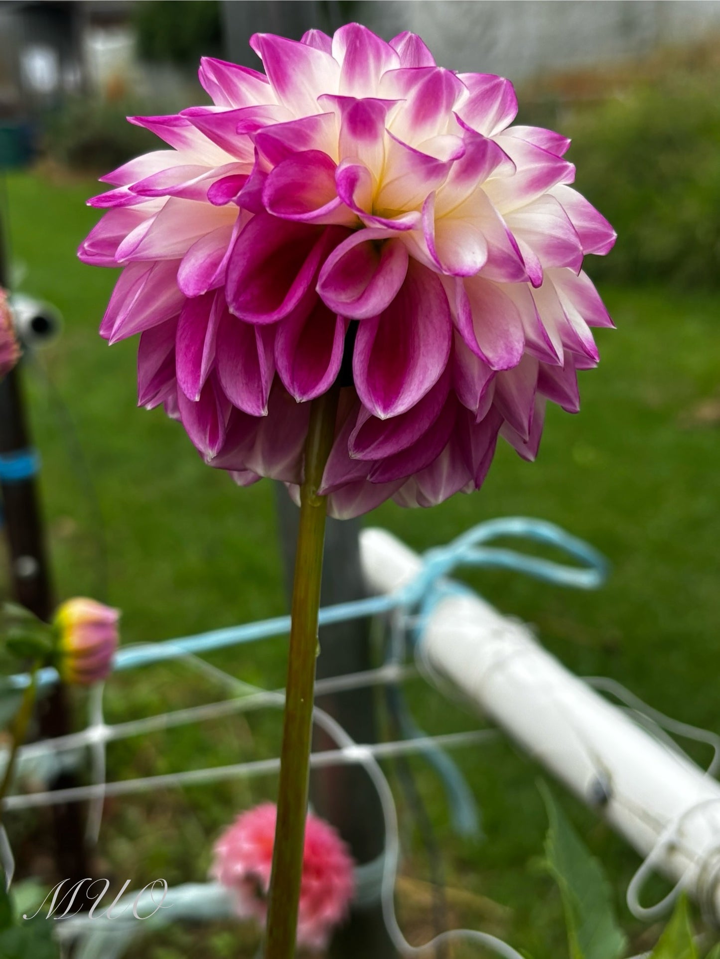Formby Stacey - Dahlia - Miniature Decorative