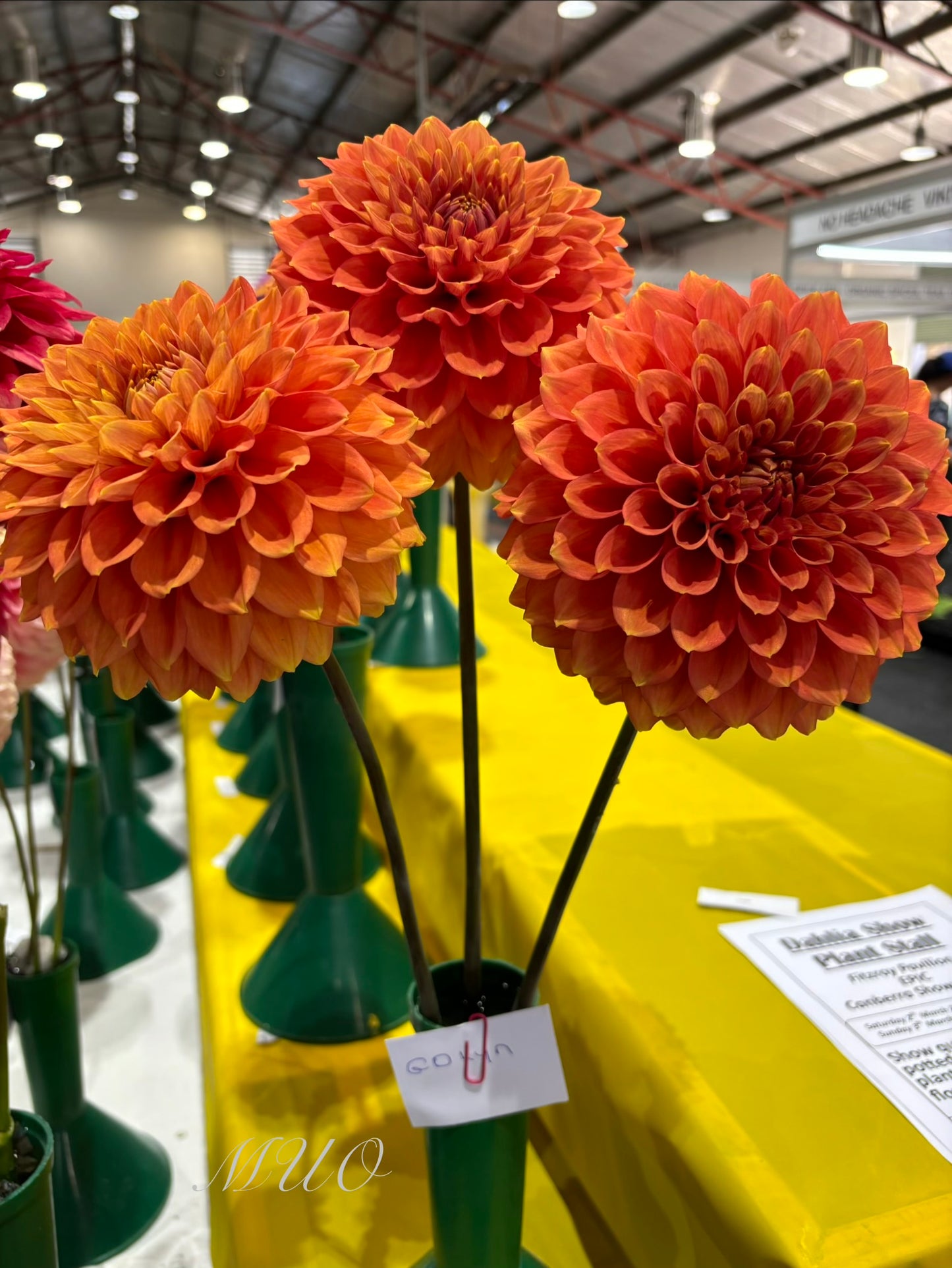 G.D Lyn - Dahlia - Small Decorative