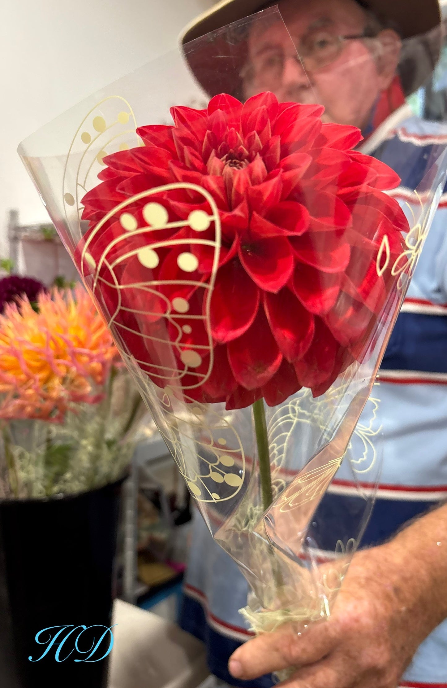 George 'O' - Dahlia - Small Decorative