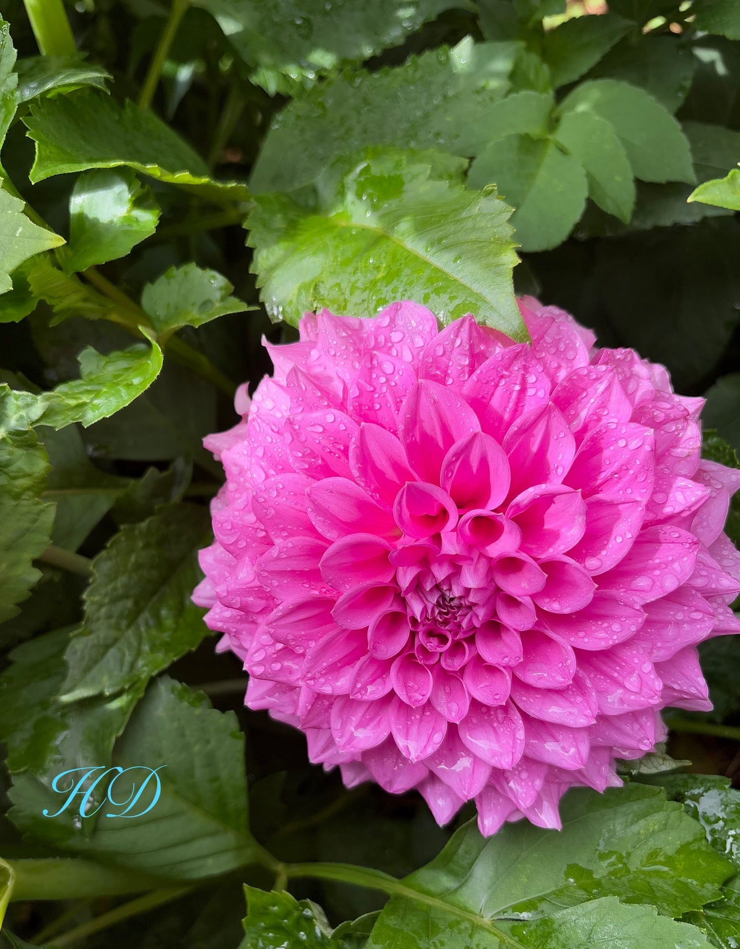Glenmarc Royal - Dahlia - Small Decorative