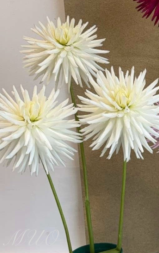 Grace C - Dahlia - Small Cactus