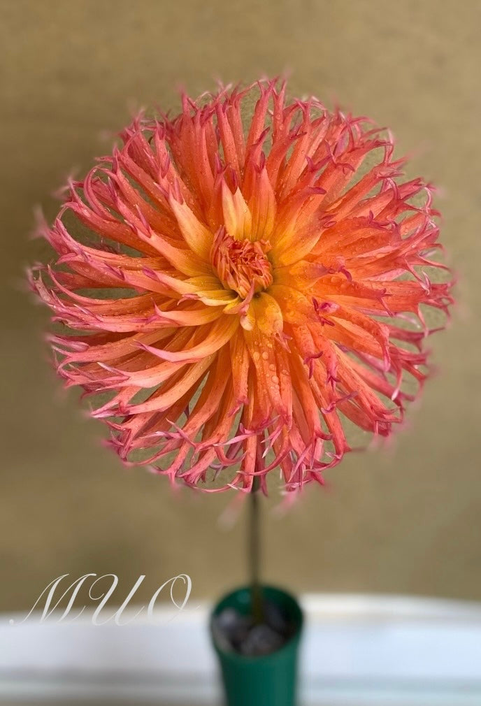 Granite Embers - Dahlia - Fimbriated