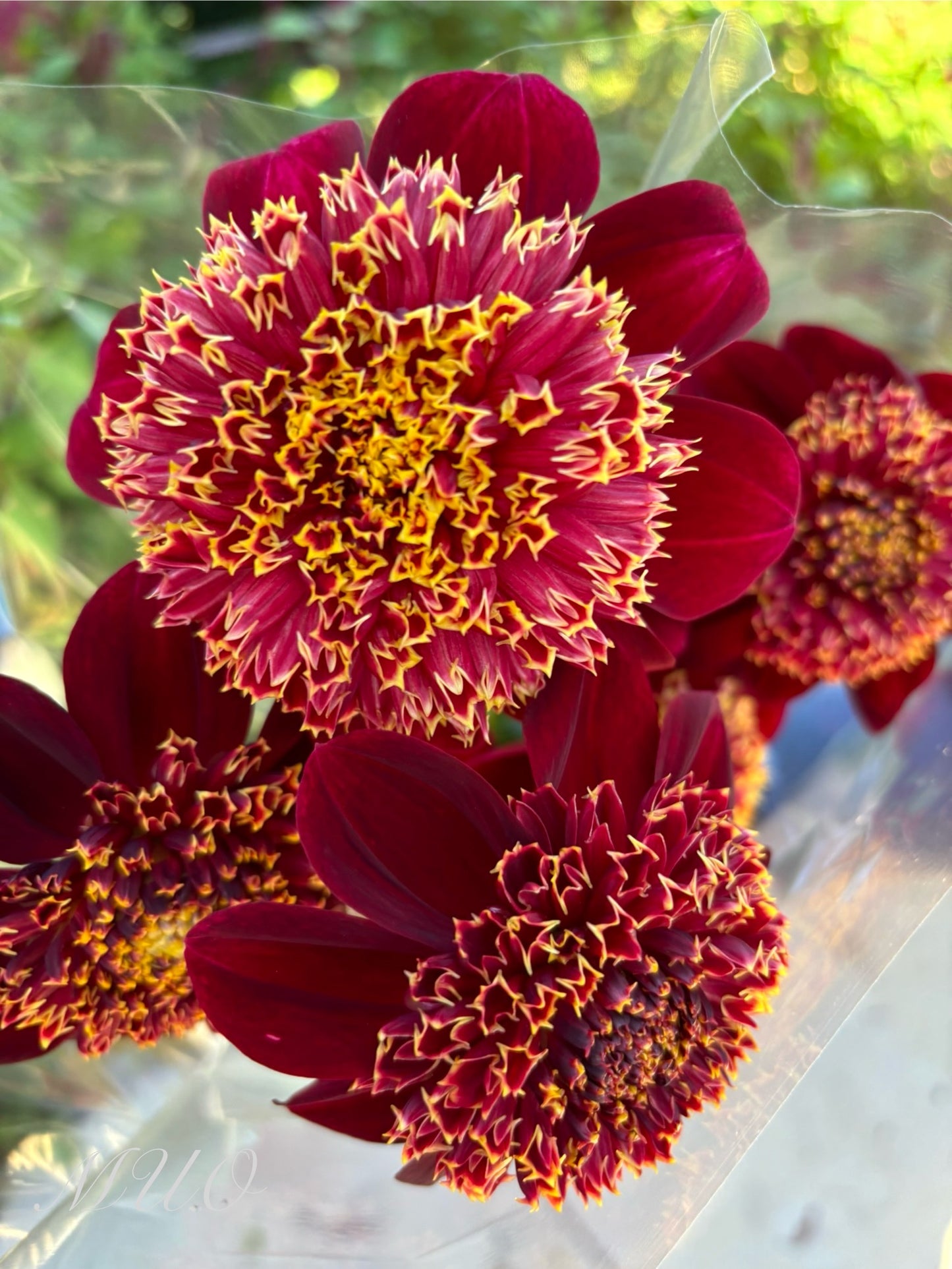 Granite Queen Bee - Dahlia - Anemone