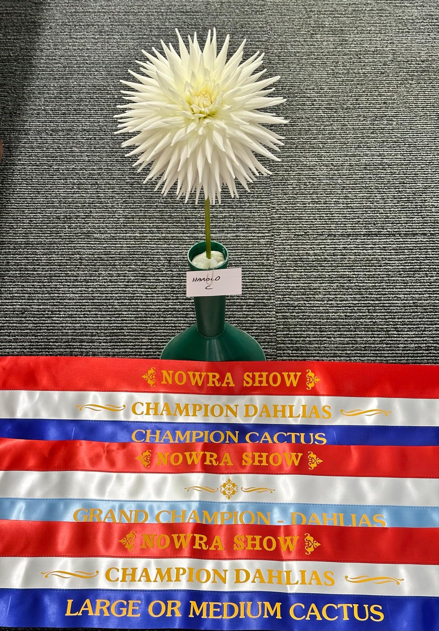 Harold 'C' - Dahlia - Large Cactus