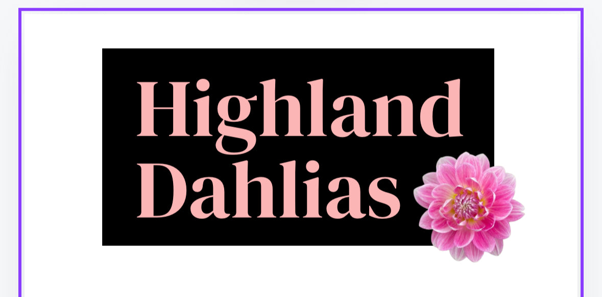 Devon Rosa - Dahlia - Medium Decorative