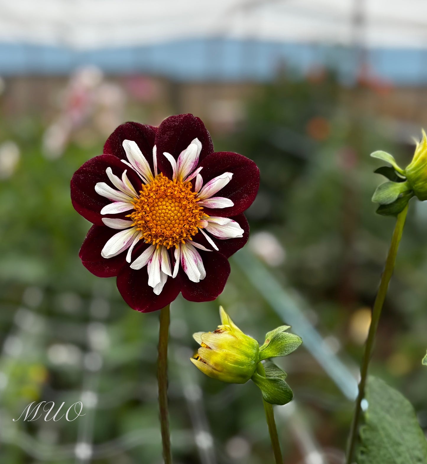 Hillara Jean - Dahlia - Collerette