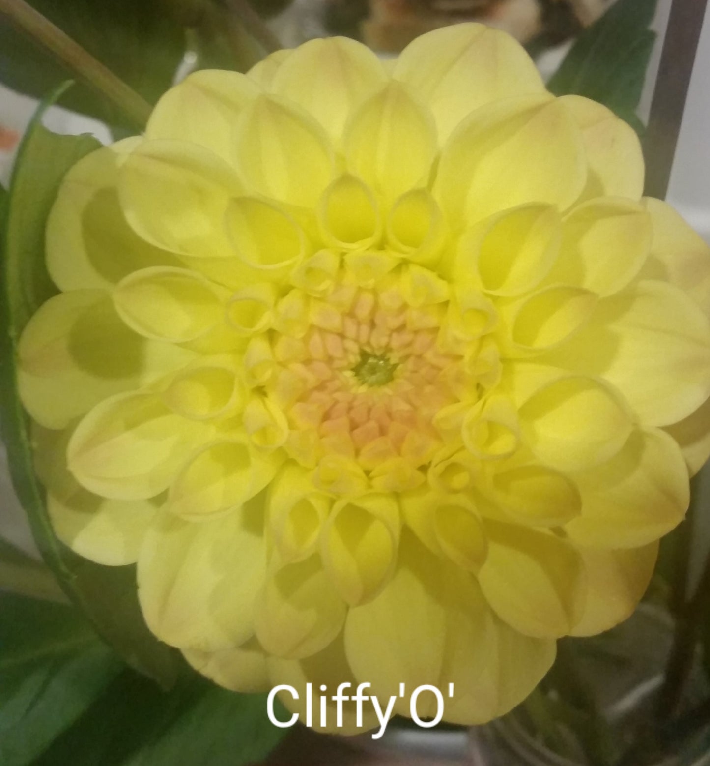 Cliffy 'O' - Dahlia - Miniature Decorative