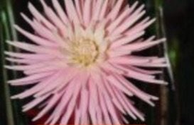 Kiara Forgwen - Dahlia - Miniature Cactus