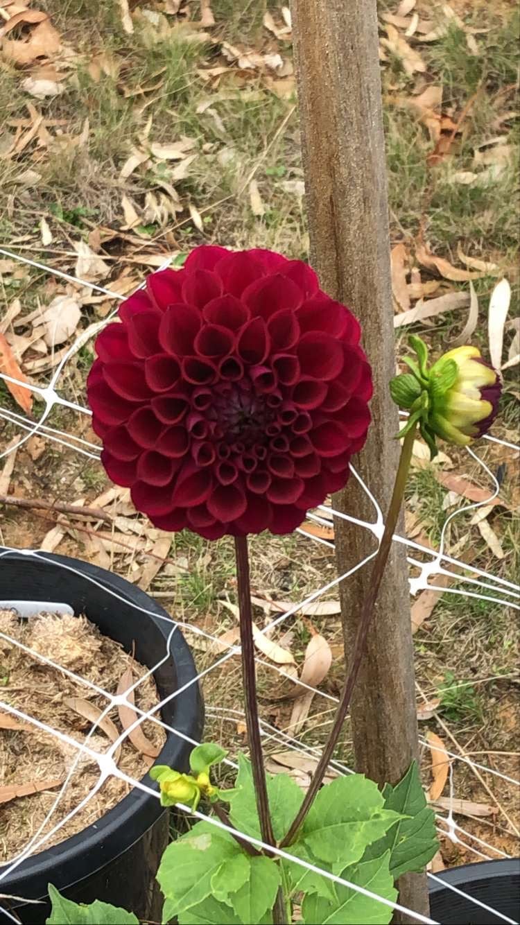 Winkie Raven - Dahlia - Miniature Decorative