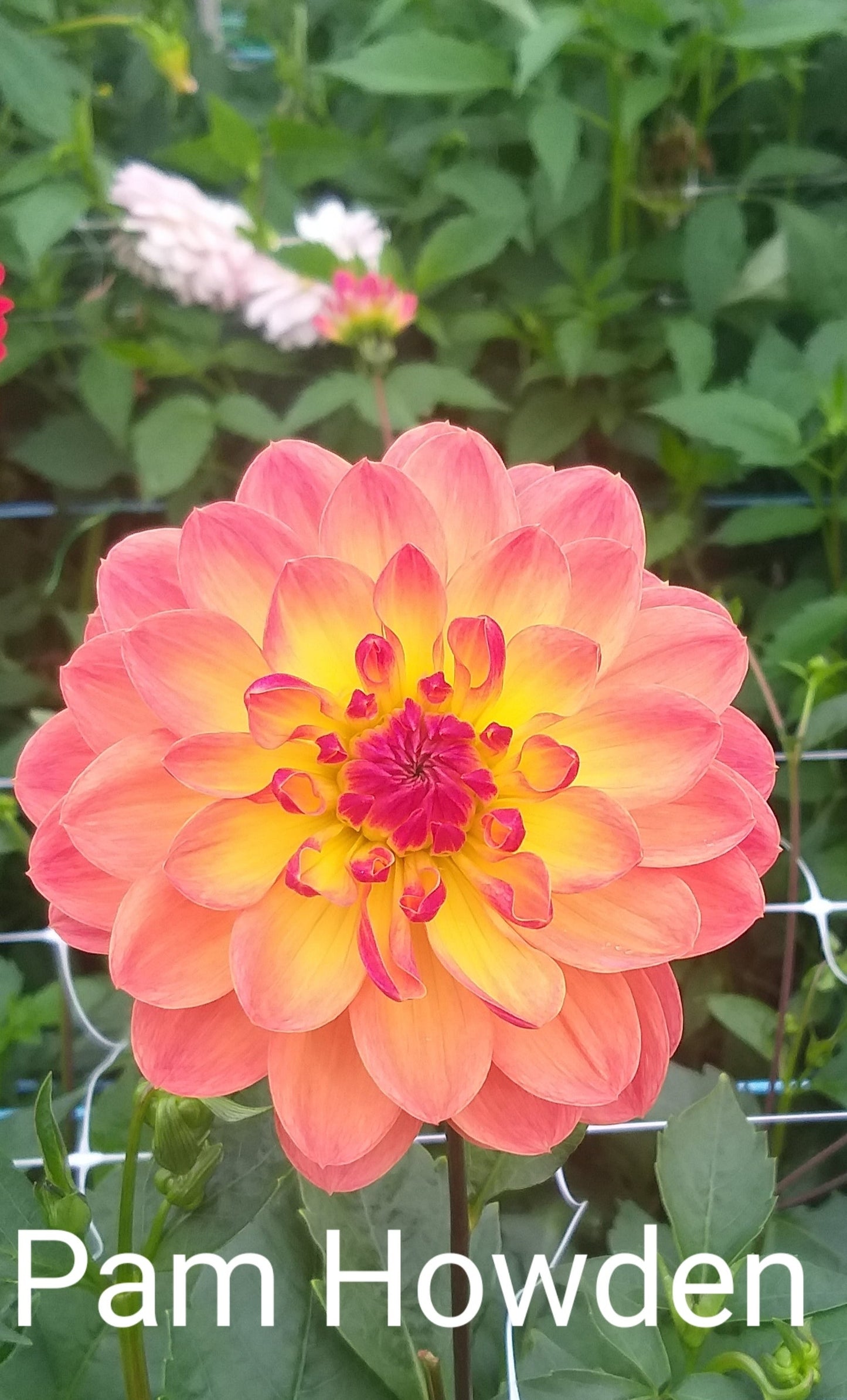 Pam Howden - Dahlia - Waterlily