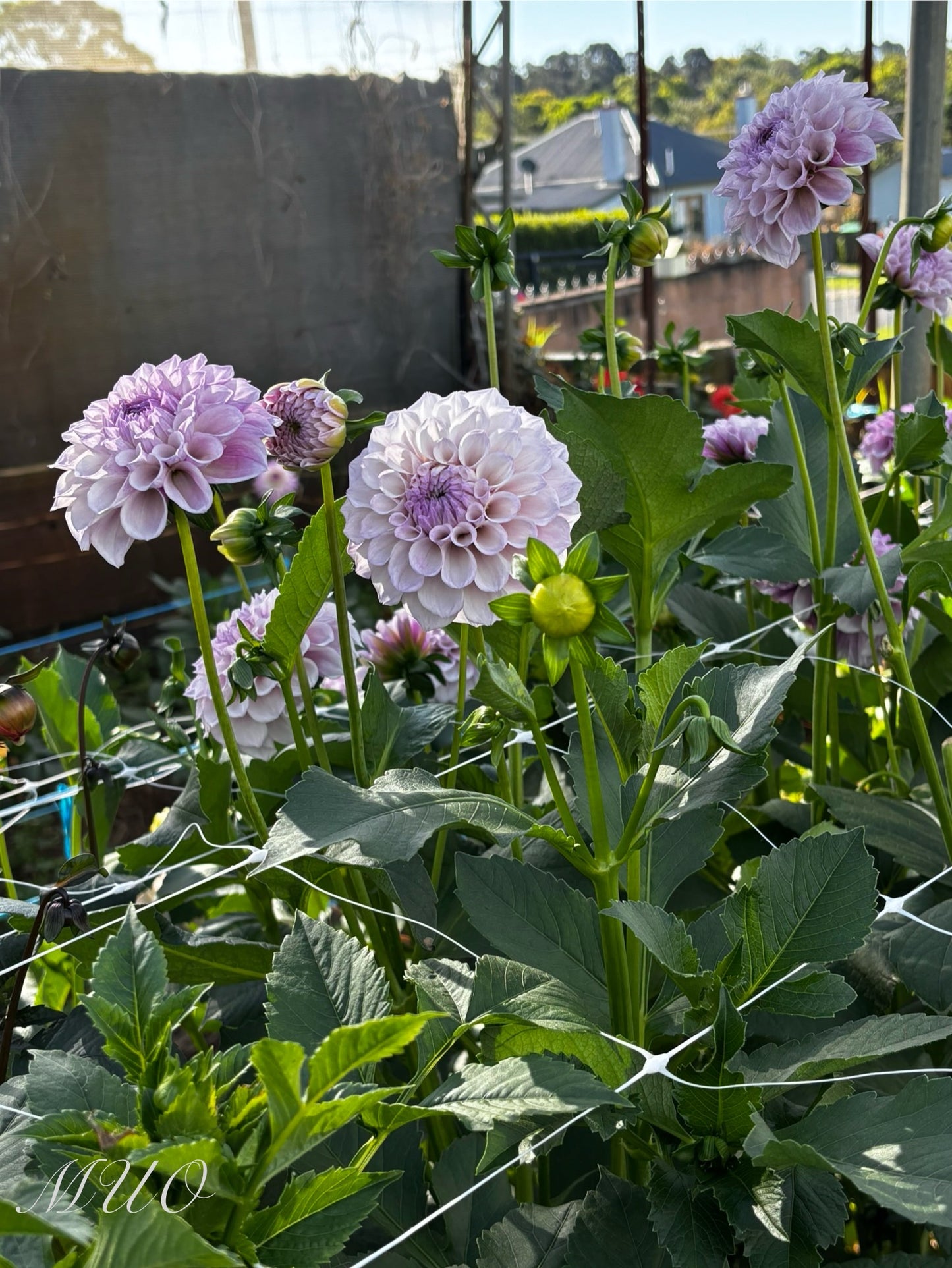 Jeff Bloom - Dahlia - Miniature Decorative