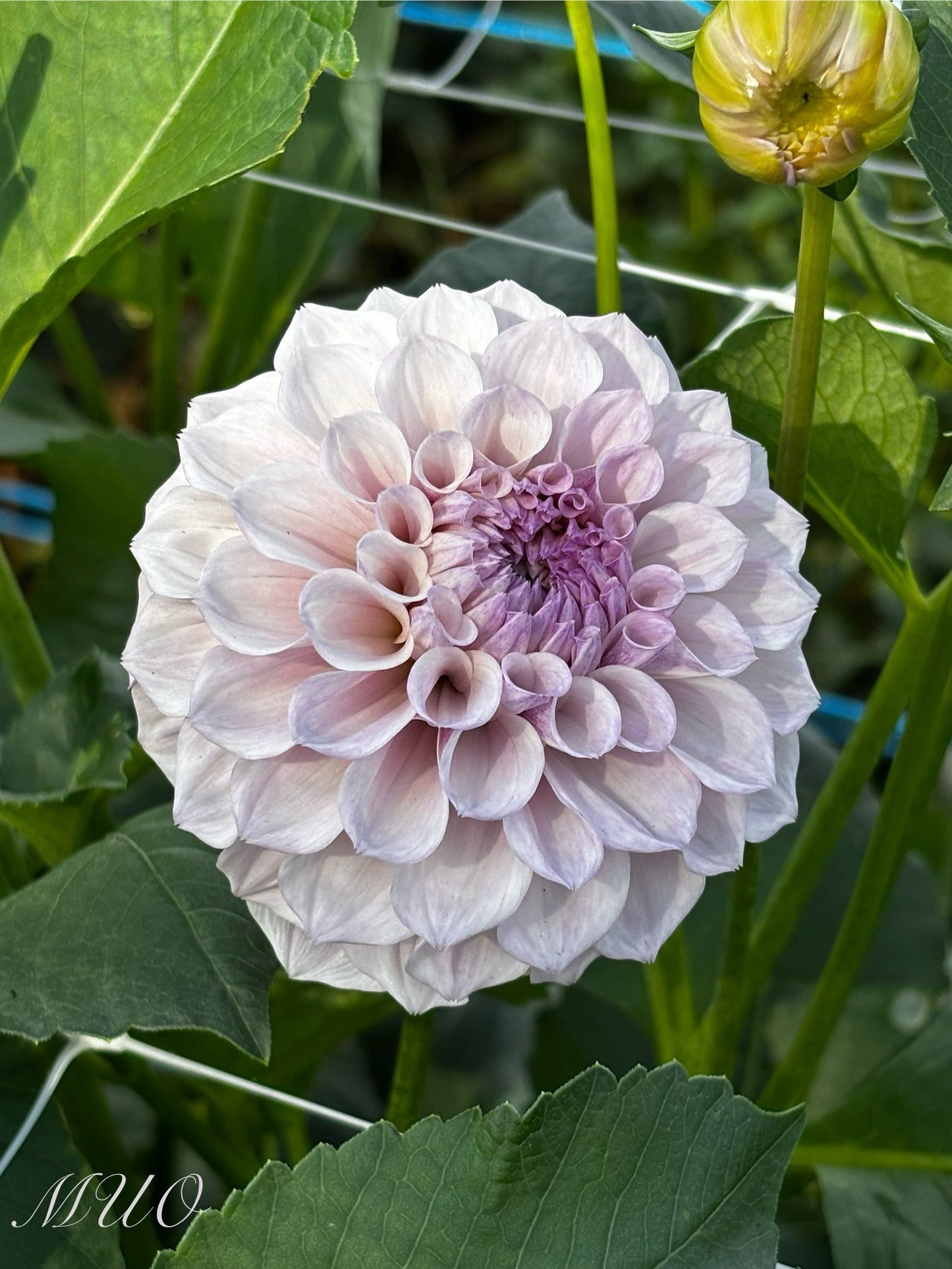 Jeff Bloom - Dahlia - Miniature Decorative